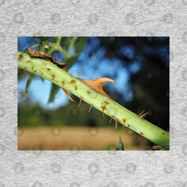 Wild rose stem with thorns by SDym Photography